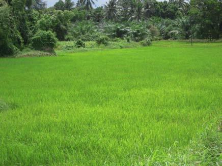 Thailand Total rice production of 30 Mt 6.1 Mt rice husk Negligible traditional non-energetic use, 0.3 Mt Traditional energy use: rice mills and cooking/heating, 1.