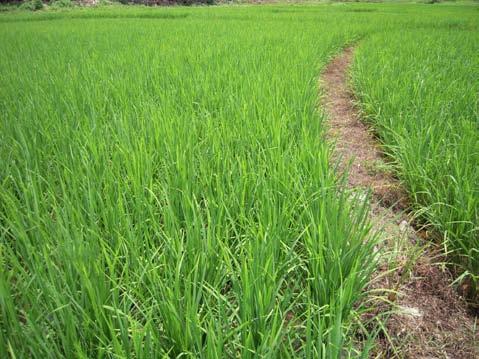 Vietnam Total rice production 36 Mt 6.