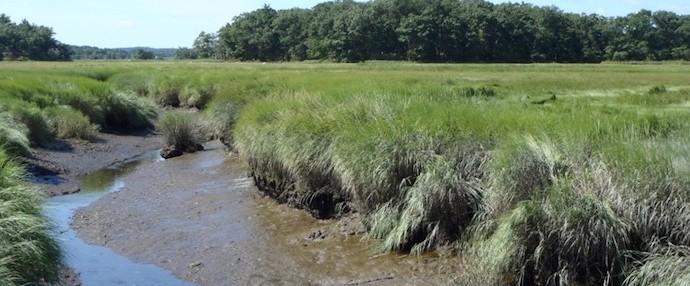 Urbanization and Eutrophication Featured scientists: Charles Hopkinson from University of Georgia and Hap Garritt from the MBL Ecosystems Center Research Background: An estuary is a habitat formed