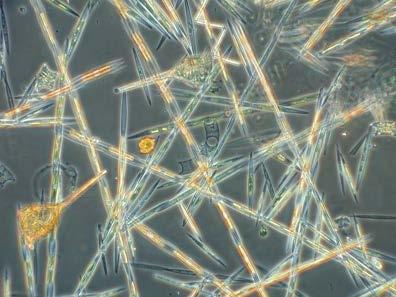 Types of Harmful Algal Blooms (HABs) Diatoms Most are not toxic Most common organisms associated with spring blooms Require silica Toxic form -