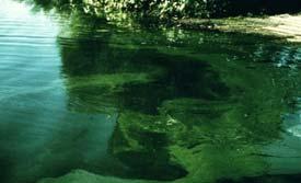 blooms Algae decreases water transparency