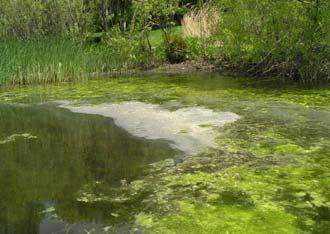 nutrients, primarily phosphorus and nitrogen, in a lake as a result