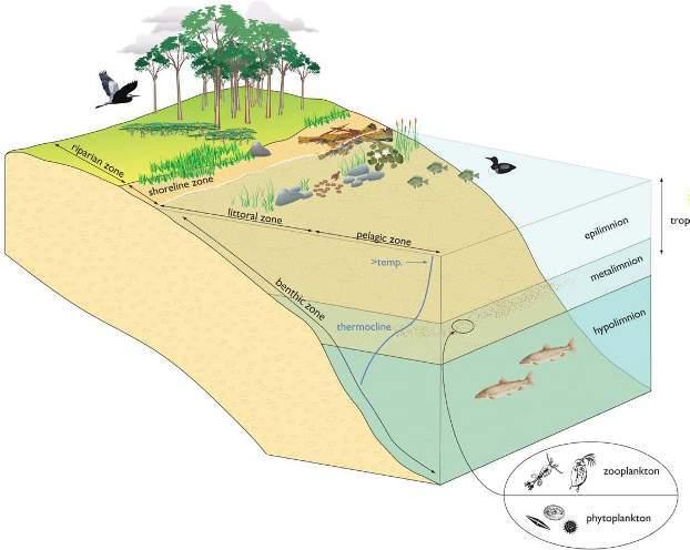 Lakeshore zone Shallow zone Complexity: The