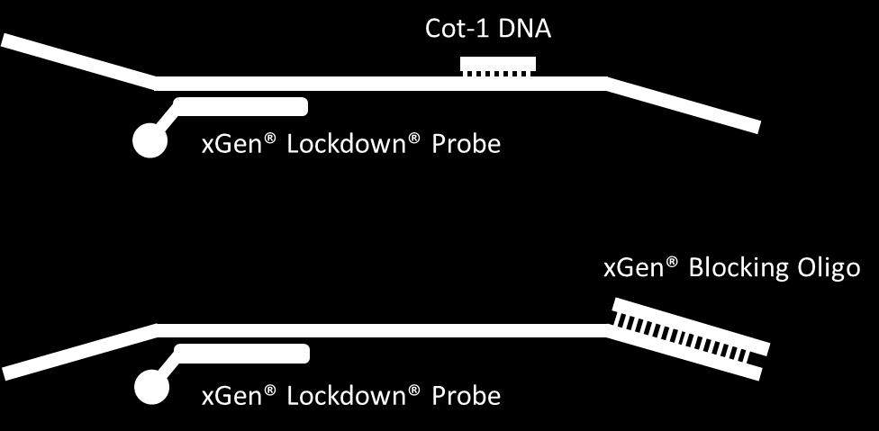Cot1 DNA to block Alu, LINE repeat elements