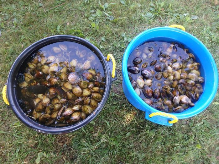 Accomplishments Hogansburg Dam Removal and Native Mussel Rescue In the summer of 2016, the Saint Regis Mohawk Tribe (SRMT) oversaw the removal of the Hogansburg Dam, a 281-foot dam near the mouth of
