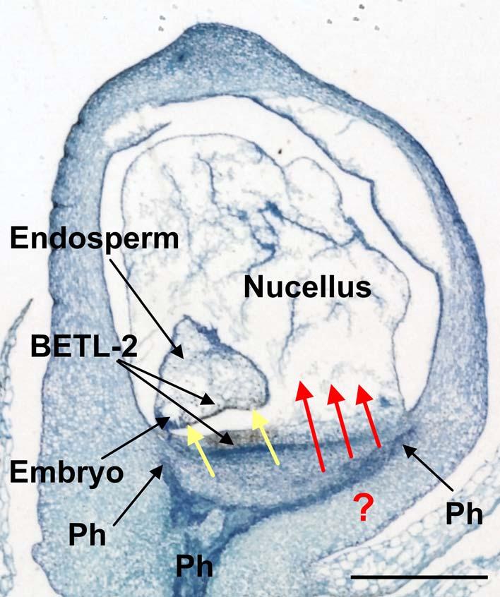 Supplemental Figure 9. A model explaining how maternal signals might be perceived by the abgerminal side of the endosperm during its initial developmental stages.