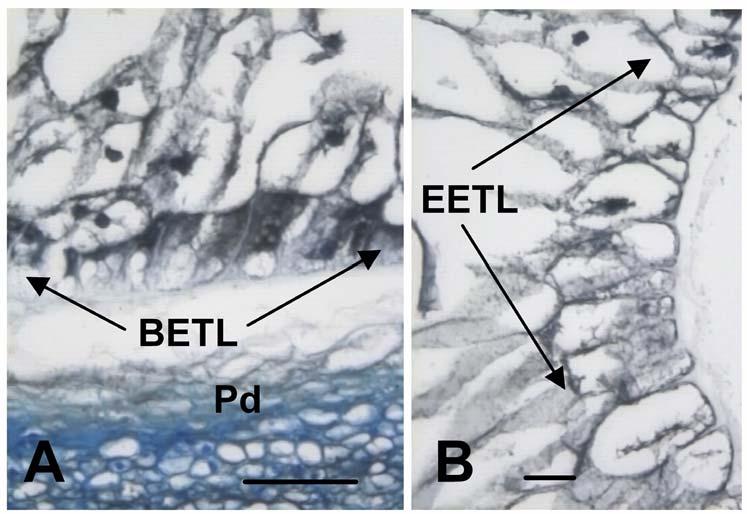 Supplemental Figure 3. The ectopic expression of MRP-1 induces the expression of BETL-1.