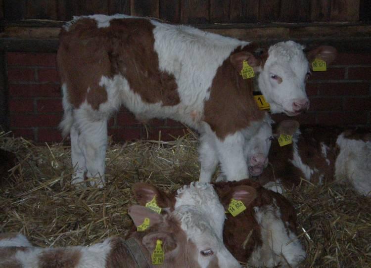 European Union Non-hormone treated cattle Traceability from birth