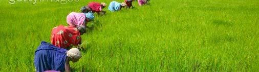 India s Agriculture Sector