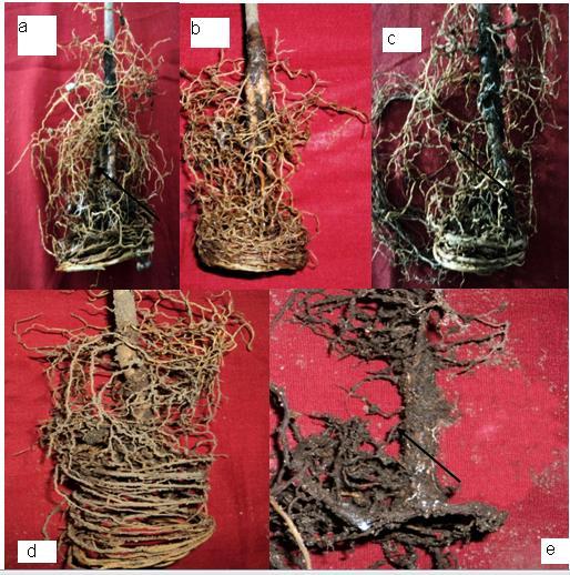 Nurhayati Damiri et al.: Effect of Temperature and Storage on Effectiveness.. 171 Figure 1. Effect of T. viride compost on R. microporus the pathogen of white root disease on rubber. a) T.