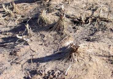 Sagebrush Steppe: Climate Change Increased fire frequency