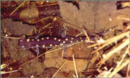 fallen logs Spotted salamanders and wood