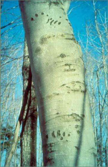 Managing timber and wildlife habitat Retain trees that show evidence of past use by
