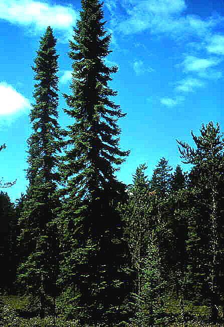 Spec. Occurrence Crown Canopy Similar Looking Species Black spruce - Pure stands on the lower elevations, swamps and muskegs.