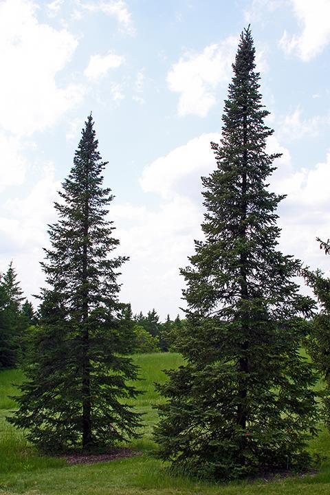 Spec. Occurrence Crown Canopy Similar Looking Species Balsam fir - Grows best on moist lower slopes, appears on a wide range of sites from swamp edges to dry