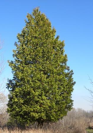 Spec. Occurrence Crown Canopy Similar Looking Species White cedar - Grows in swamps, around lakes and rivers,