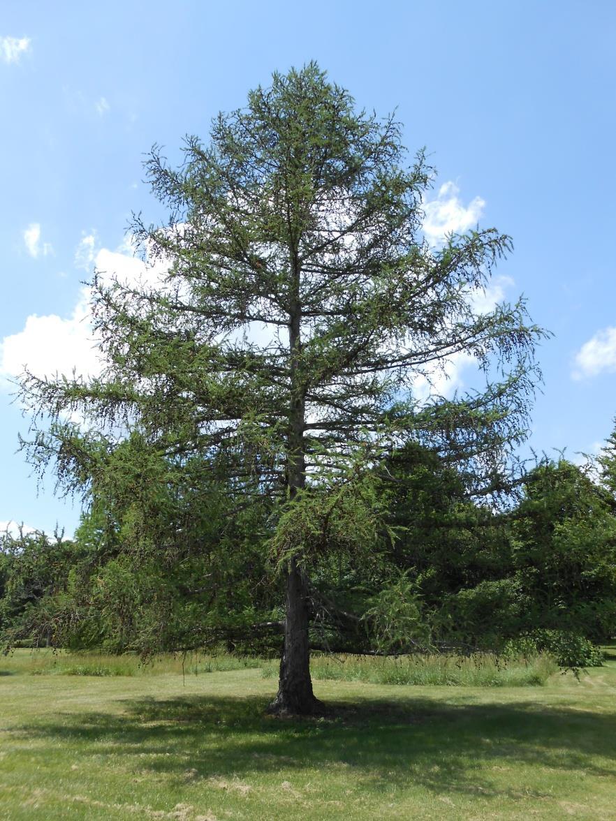 Spec. Occurrence Crown Canopy Larch -Found in swamps, with Sb and Bf and on