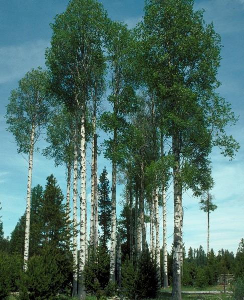 Species Occurrence Crown Canopy Similar Looking Species Aspen - Very intolerant species that regenerates rapidly on burnt or logged areas.