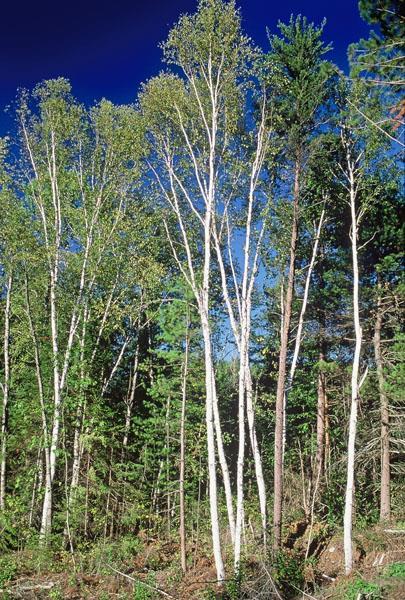 Species Occurrence Crown Canopy Similar Looking Species White birch - Found in pure and mixed stands.