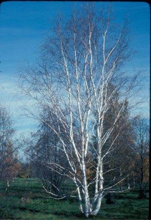 -Very similar to aspen in very young and overmature stands. - Only darker colour separates < 20 yr stands from aspen of same age.