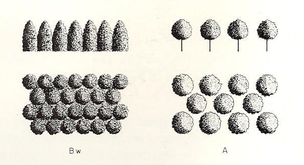 Schematic comparison of white birch and aspen