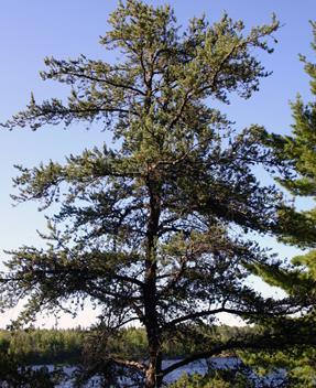 Spec. Occurrence Crown Canopy Similar Looking Species Jack pine - Variety of sites. - Pure stand on coarse sandy flats, association with black spruce on finer textured soil.