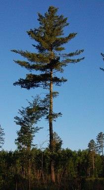 Spec. Occurrence Crown Canopy Similar Looking Species White pine - Variety of sites, pure stands or mixed associations.