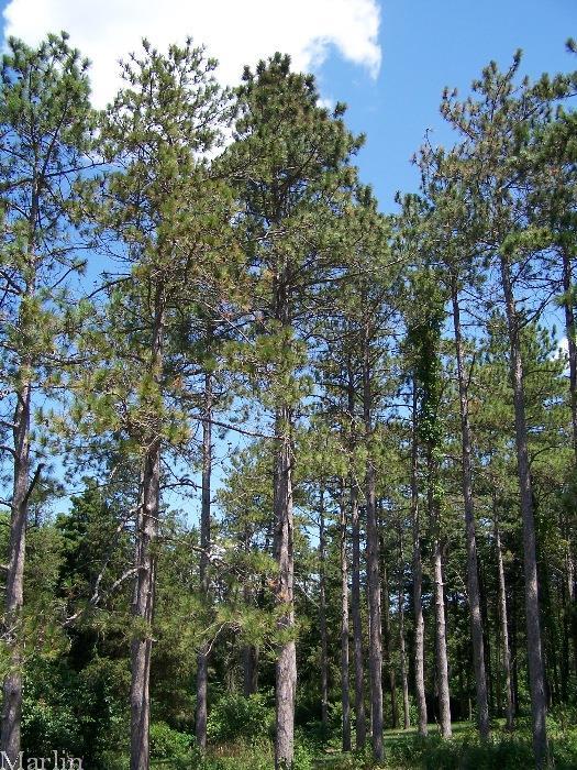 Spec. Occurrence Crown Canopy Similar Looking Species Red pine -Found on variety of sites, commonly on upper slopes or ridges; also grows on dry, medium to coarse sandy