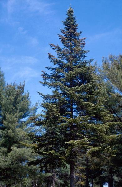 Spec. Occurrence Crown Canopy Similar Looking Species White spruce - Grows best on well-drained fresh soils, where it