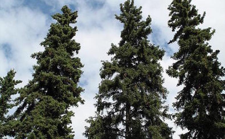 -Similar to black spruce, balsam fir, and cedar when mixed in the stands.
