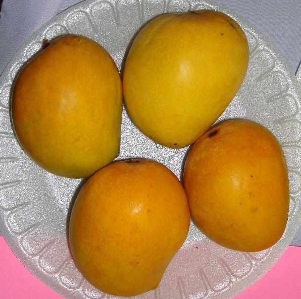 Mango varieties