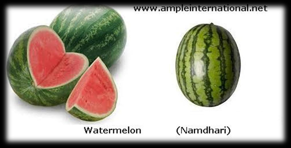 Other wide Range of Fruits offered by us : Watermelon ( Namdhari