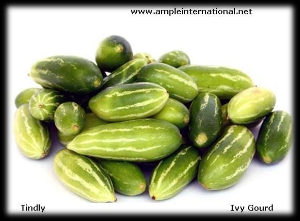 P R O D U C T S Tindly - Ivy Gourd We are one of the chief producers and exporters of Fresh Green Tindly to our clients in India & Overseas.