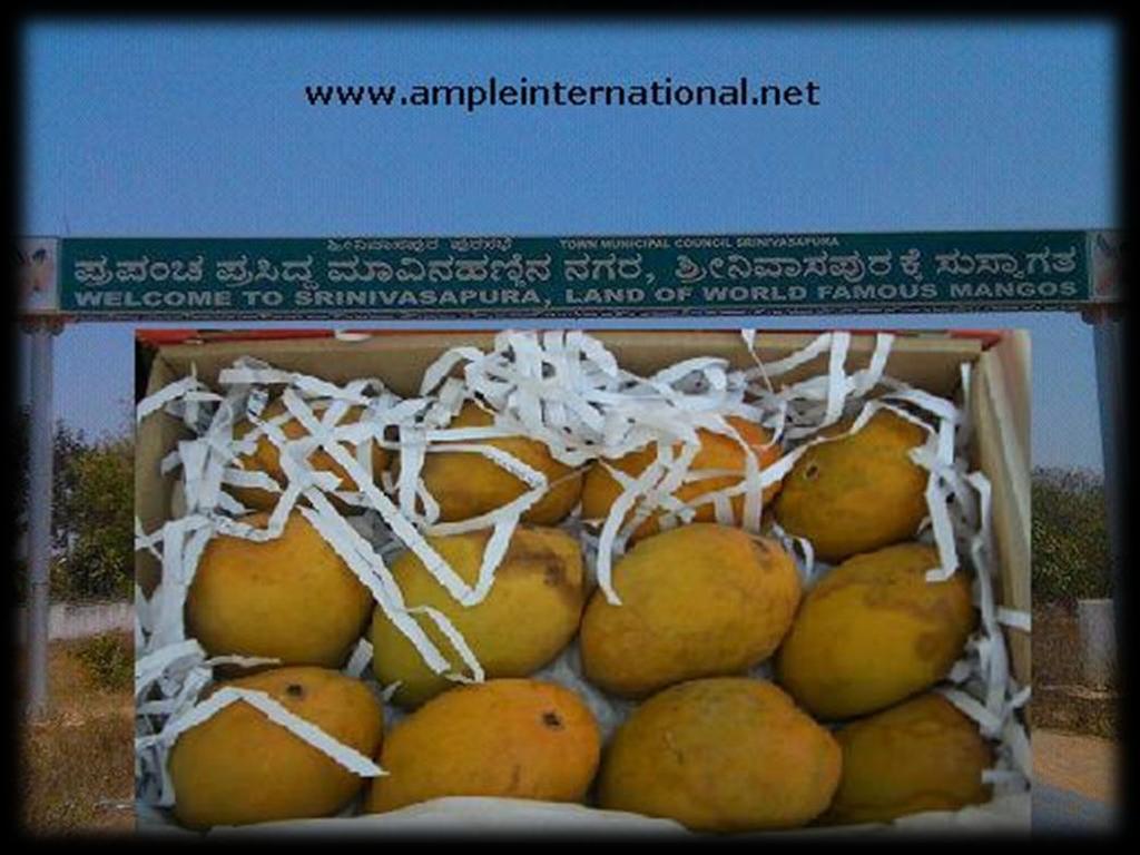 Mango: Mango is known as the King of fruits & Malgovas as the king of Mangoes.