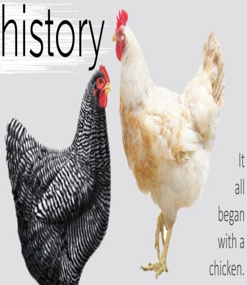 It all began with a chicken Inspiration A chicken s ability to