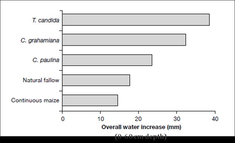 Changes in Soil Water Storage in Western Kenya Improved Fallows with Tephrosia candida Crotalaria