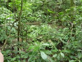 restored soil and vegetation Agroforestry practices seeks - recover soil fertility,