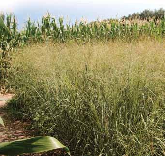 Sustainable cropping systems are economically viable without compromising future agricultural land use. These systems maintain or enhance soil productivity, water quality, and agroecosystem functions.