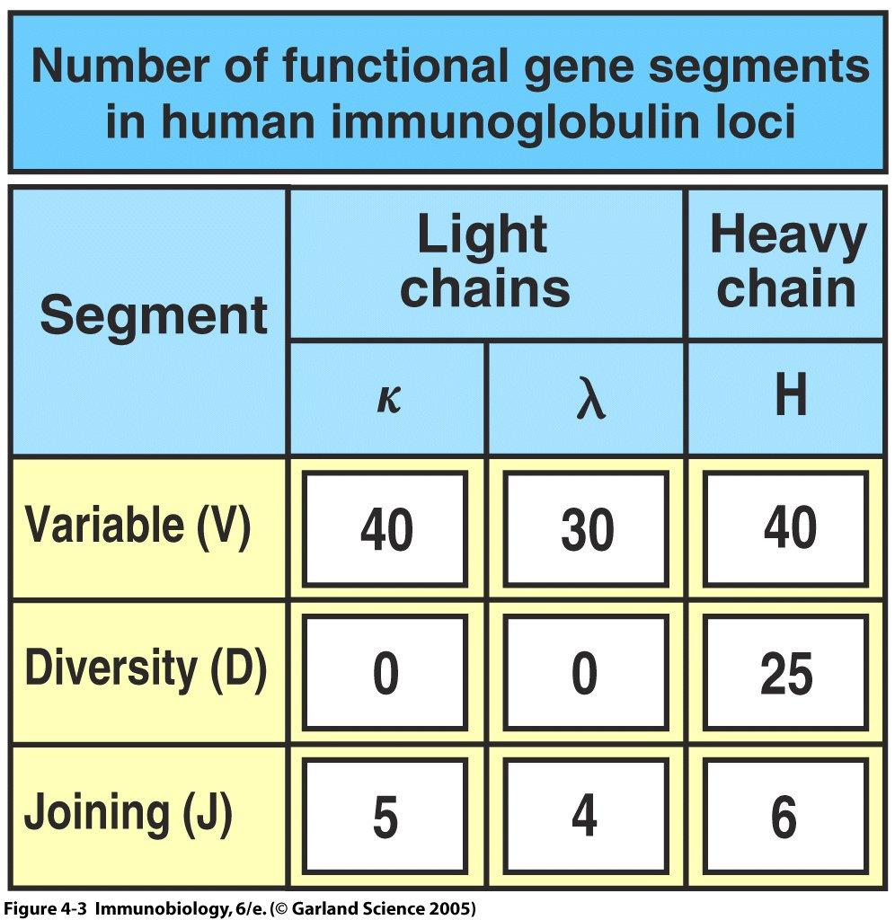 Lambda: Humans (30V, 4J and 7C genes) Kappa: Humans (40V, 5J and C genes) Heavy Chains: V, D, J and C gene segments Heavy Chains: Humans (50V, 5D, 6J and 8 C genes) Figure 4-3 The loci encoding