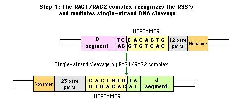 -Rearrangement of gene segments is mediated by the RAG/RAG