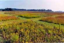 Diverse Biostock Communities Tilman, Reich, and Knops Cedar Creek Long-Term Ecological Research (LTER) Cambridge, Minnesota.