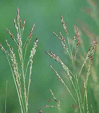 Prairie Switchgrass (Panicum virgatum) Cellulosic ethanol or a stock for heterotrophic algae Warm-season grass Perennial Erosion control