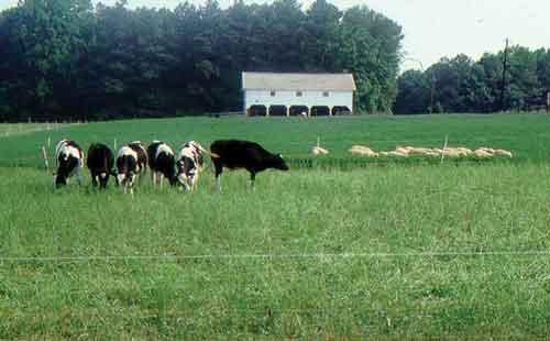 Shared Assets/Liabilities Common question when considering co-grazing.
