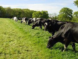 Will Improved Grazing Management Pay?? It depends!