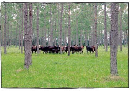 in the long term while grazing or browsing livestock on the same acreage in the short term.