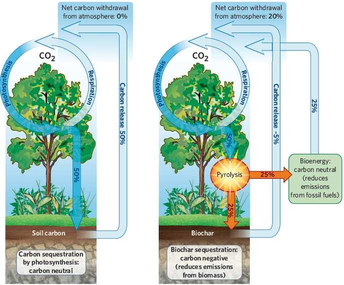 Environmental Impact of Biochar Biochar can be a simple yet powerful tool to combat climate change.