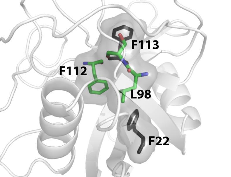 yoelii are hown in the top middle and right figure. F22 i in the core of the protein, and F113 i on the urface and i where ubtrate binding happen 3. Thee two reidue are eparated by over 12 angtrom.