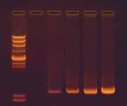 24 PCR Amplification of DNA Experiment Results and Analysis Instructor s Guide The idealized schematic shows the approximate intensity of the PCR amplifi ed band after various cycles.