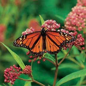 7-3 How Do We Use Biotechnology? 203 Figure 7-24 The monarch butterfly, shown here on swamp milkweed, feeds on the pollen of milkweed plants.