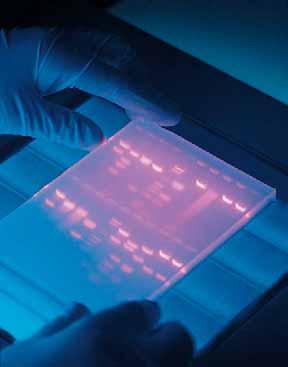 7-1 What Tools Are in the Biotechnology Tool Box? 181 Figure 7-7 Fragments of DNA are separated by using agarose gel electrophoresis.